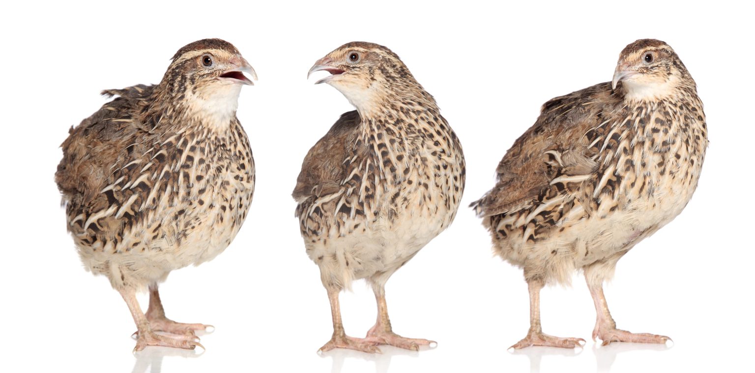 10 facts about Coturnix quail Ashby Quail