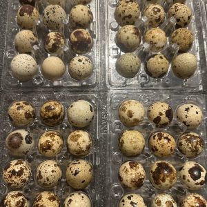 48x Quail Eggs for Eating