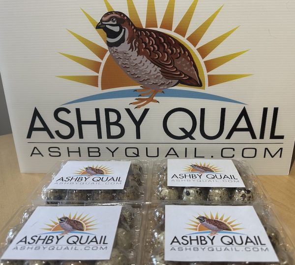 48x Fertilised Coturnix Quail Eggs for Hatching - Image 4