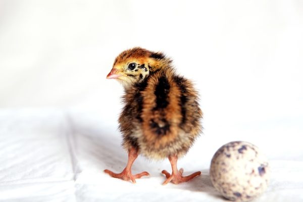 12x Fertilised Coturnix Quail Eggs for Hatching