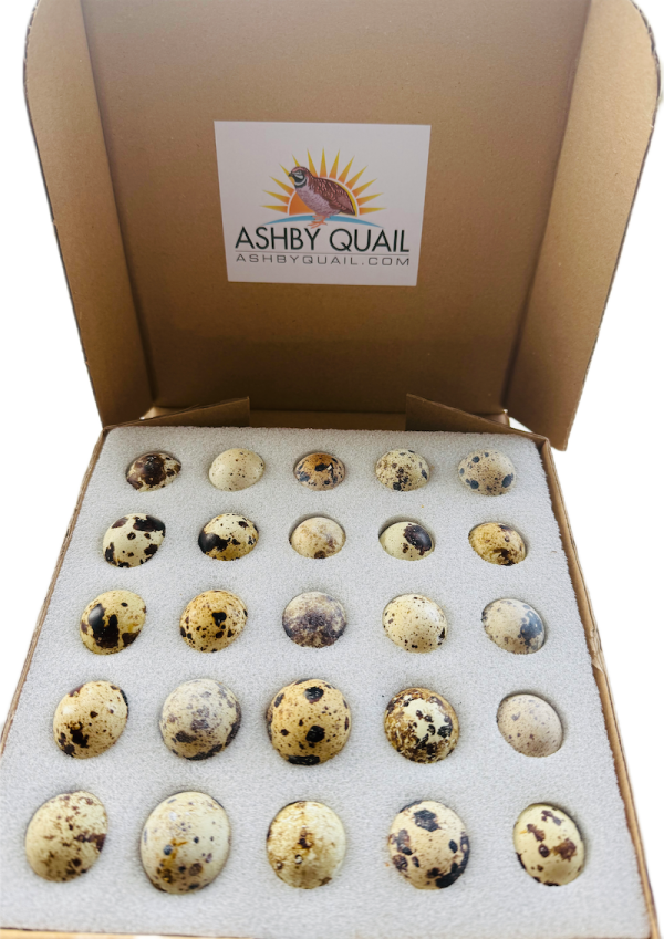 12x Fertilised Coturnix Quail Eggs for Hatching - Image 3