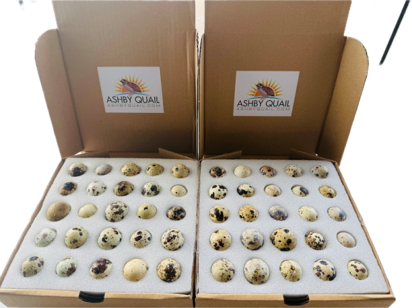 48x Fertilised Coturnix Quail Eggs for Hatching - Image 2
