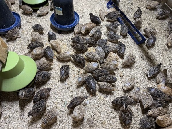 12x Fertilised Coturnix Quail Eggs for Hatching - Image 2